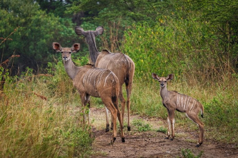 047 Tala Game Reserve, Zuid-Afrika.jpg